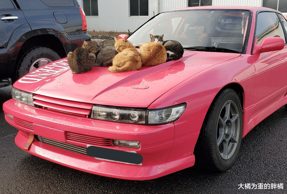 女子的爱车太显眼，橘猫领着一大堆朋友来“蹭车”，还能有吃有喝