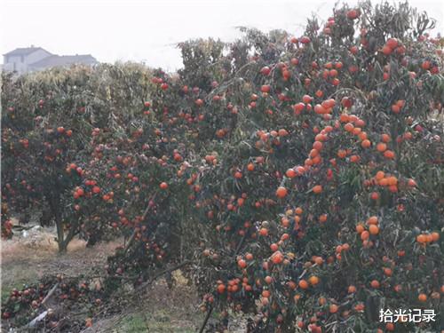 拾光记录 浙江天台：寒潮无情人有情 万胜公司送温暖