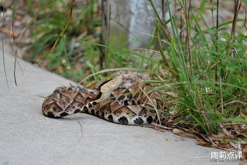 毒蛇|盘点我国国内的那些毒蛇，在野外活动一定要小心脚下