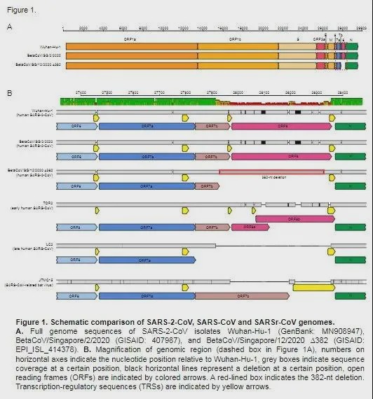 『sars』好消息!最新研究:新冠病毒正在失去毒性