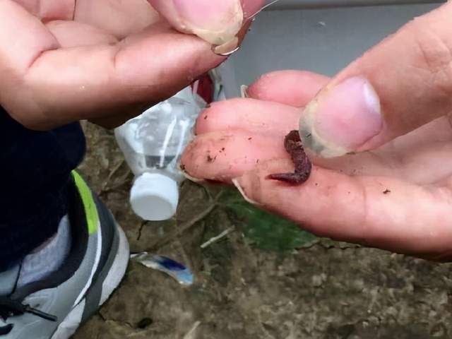 风油精|冬天太冷，蚯蚓钓鱼没有口，试试风油精，给口的都是大鲫鱼