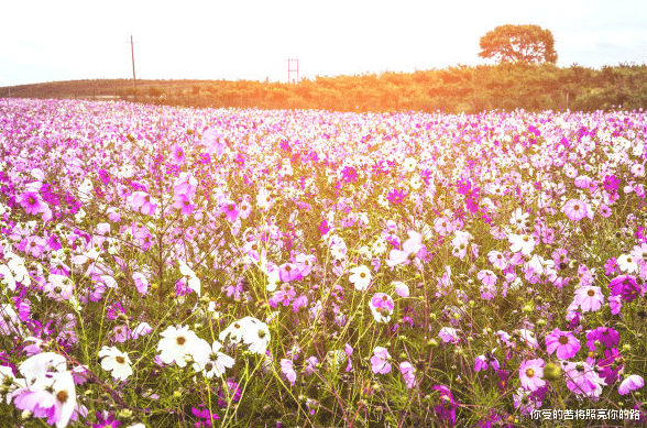 生肖|未来15天运势红火，4属相发横财，有喜事，日子越过越有福