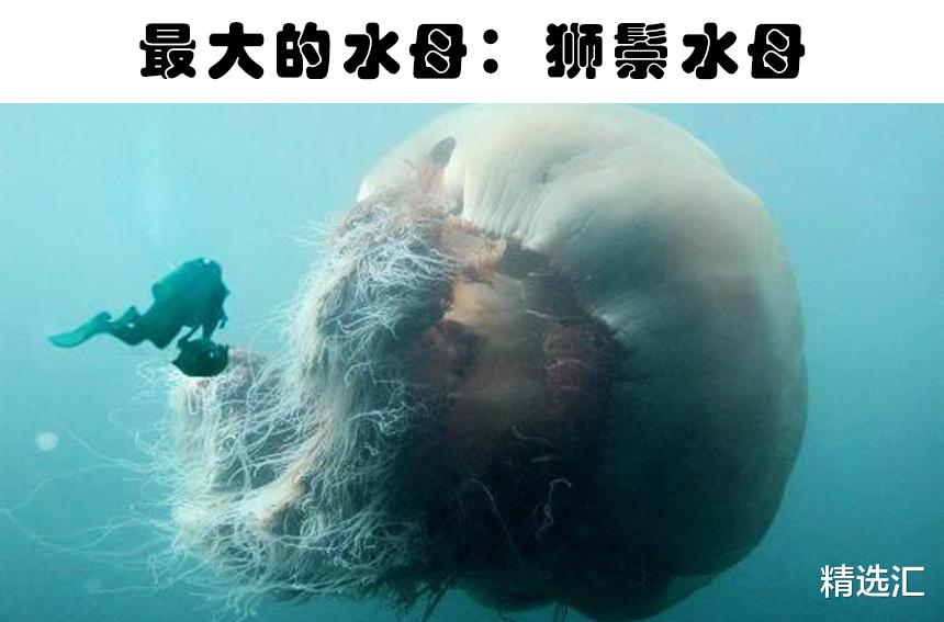 蚊子|在同类中，可能最为巨大的11种动物