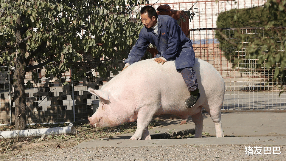 『生猪价格』接二连三“一片红”！猪价这是怎么了？下半年猪价要“暴跌”？