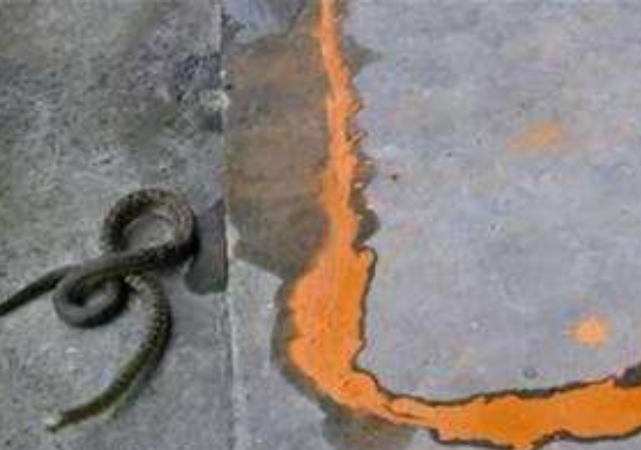 |蛇真的怕雄黄吗?蛇见了雄黄有多大的反应?看完实验可算明白了