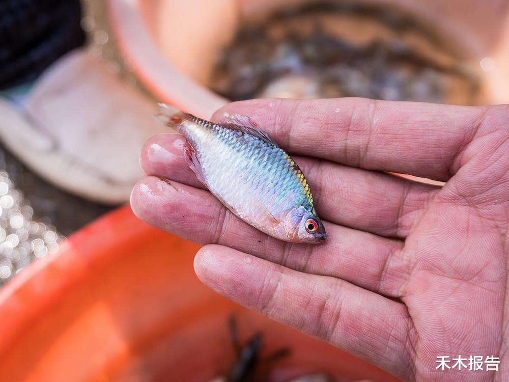 ##儿时捞起来就扔，钓鱼人最讨厌它，俗称“屎光皮”，现在却很值钱
