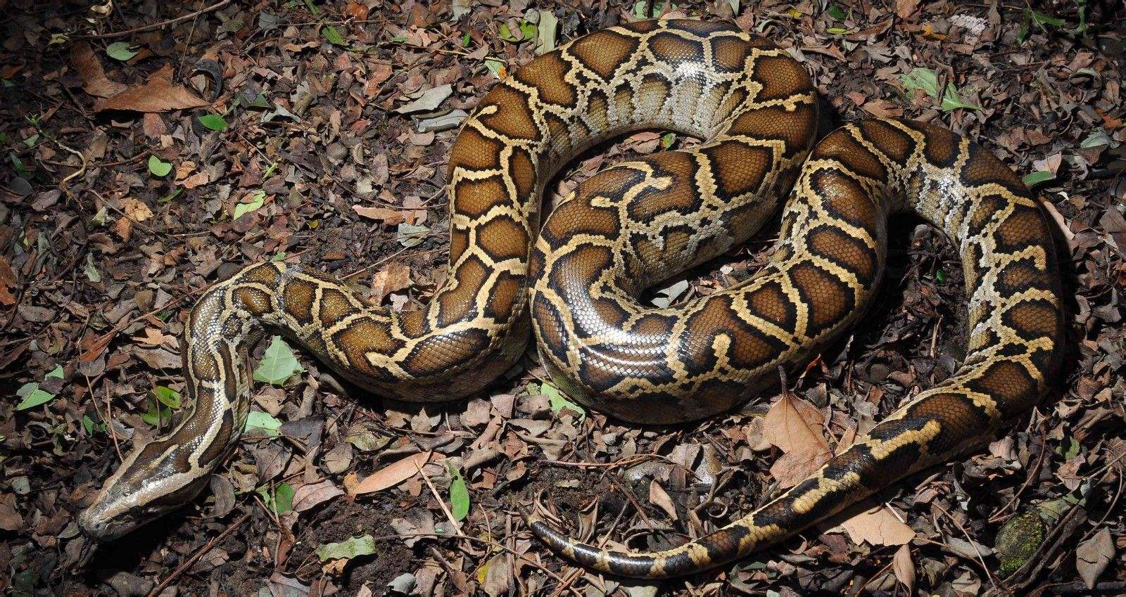 外星人|飓风带来的不仅是洪水和污染！它们还将入侵物种，大量散播到各地