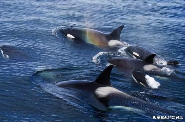 虎鲸|了解了虎鲸的智商有多高，才明白虎鲸提里库姆被囚禁33年有多痛苦