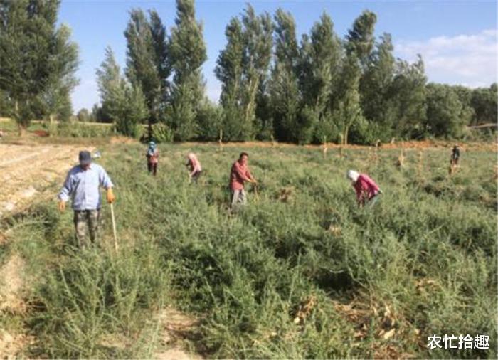 #枸杞#10年前神话破灭，价格暴跌20倍，如今入夏再次热销，你买吗？