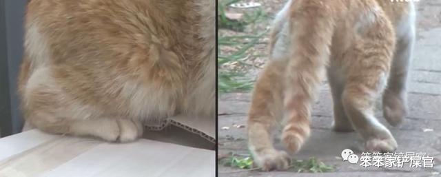 狸花猫给残疾橘猫当守护神，2只相依为命的猫，终于遇到了好心人