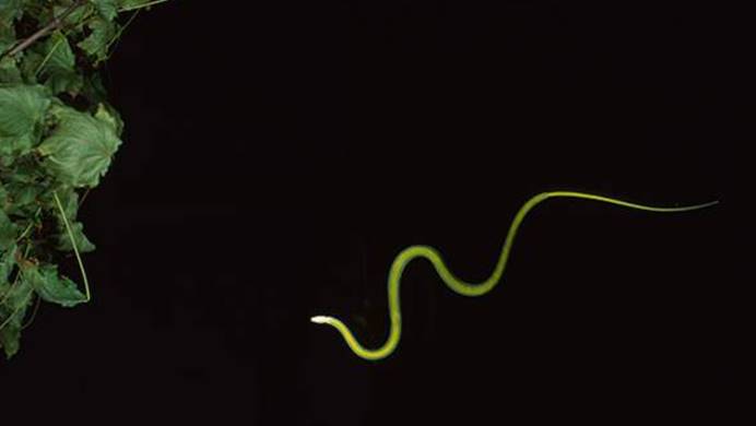 动力学|没翅膀却会飞，研究员发现金花蛇的秘籍，它已掌握“空气动力学”