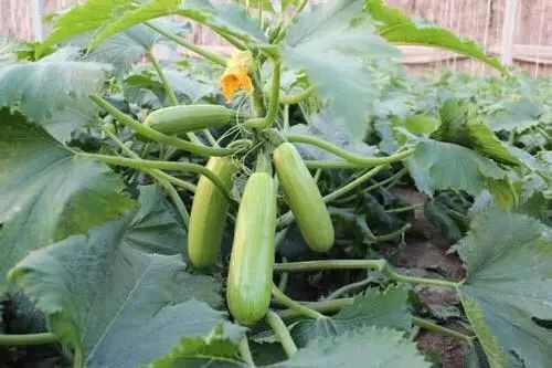 亚硝酸盐▲这几种蔬菜，多吃易“致癌”！很多人却天天都在吃