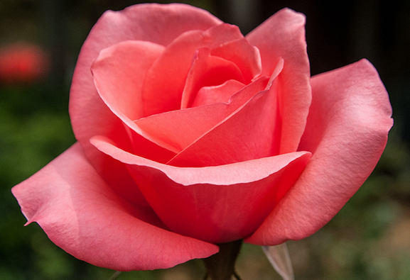 「」未来3个月,喜鹊报喜,4属相抓住机遇,财富源源不断,荣华富贵