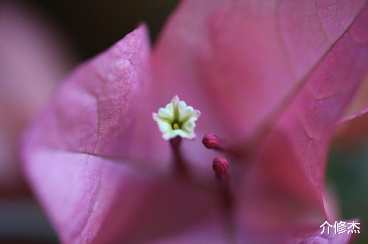 白羊座|未来15天，桃花四起，真爱悄然到身边的星座4大星座