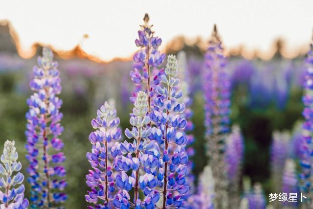 「狮子座」不入心者，这四个星座就不屑于去敷衍