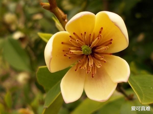 『运势』生肖狗：5月下旬贵人到访，运势不得了，桃花了不得，财神不请自来