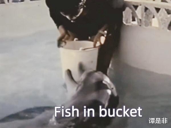 海豚|NASA隐瞒了50多年的“海豚实验”，因为发生了意想不到的事情而终止