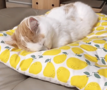 猫咪赖床想睡觉，但这自闭式睡觉不难受吗？