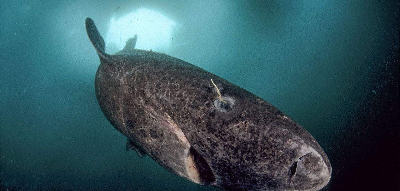 #鲨鱼#百年单身史，细述呆萌迟缓的捕猎高手——格陵兰睡鲨