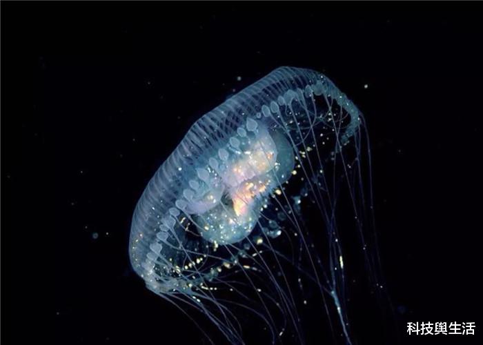 「水母」被人类忽视的3种生物,已违背自然规律,拥有无限生命!