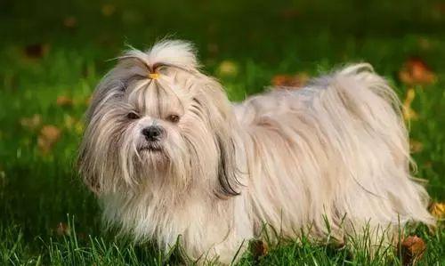 两狗相遇，为什么小型犬叫得比较凶？