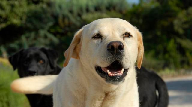 拉布拉多犬有这“8大表现”，说明它爱上你了，看完赶紧抱抱它