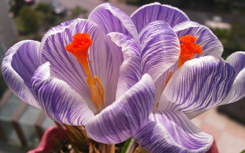 【生肖】7月份，桃花缠身良缘入命，喜得姻缘，脱单指日可待的四大生肖