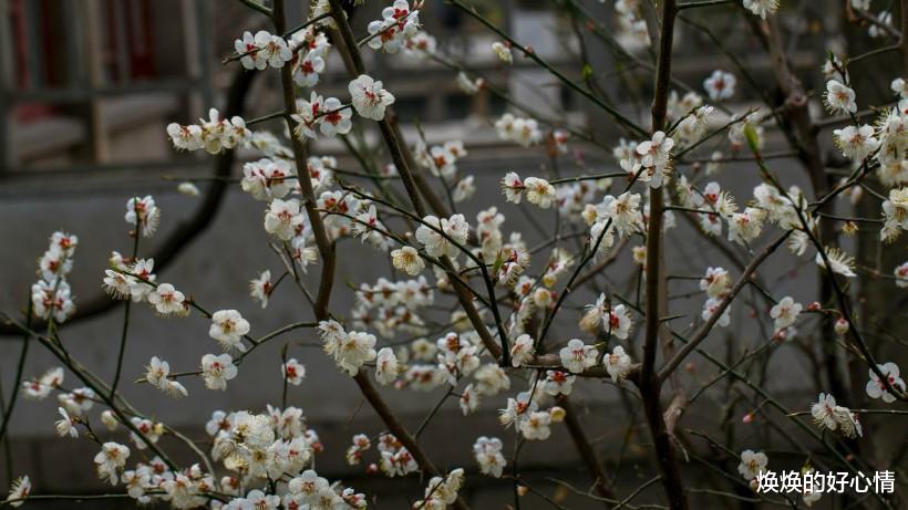 生肖：7月开始，再度相守，桃花重开，姻缘缠绕，喜鹊傍身的四大生肖
