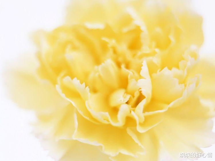 狮子座|未来30天开始，交好运，喜鹊来报道，财运红得发紫四大生肖！