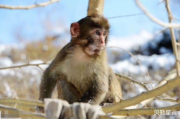 运势|88岁高僧说了：生肖猴10月初要大难临头，能躲过必后福无穷！