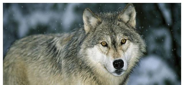 |“狼狈为奸”中的狼都知道,狈又是什么动物?这次真的涨知识了!