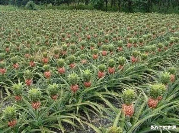 |北极熊皮肤是黑色的?20个颠覆三观的冷知识,看完姿势大涨!