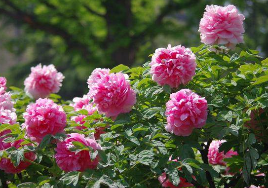 「天蝎座」进到6月，4生肖喜上眉梢，喜事连连，感情工作名利双收，翻过越颇具