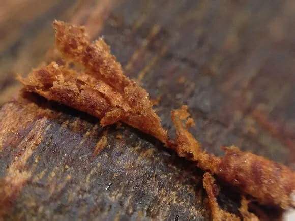 「文玩」马云手上仅有的一条文玩手串，看起来平平无奇，价值却在几百万以上