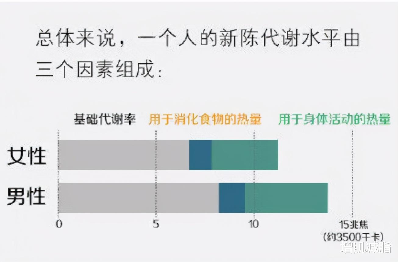 |代谢水平下旺盛的人，减肥速度更快！做到这3点，提升代谢水平
