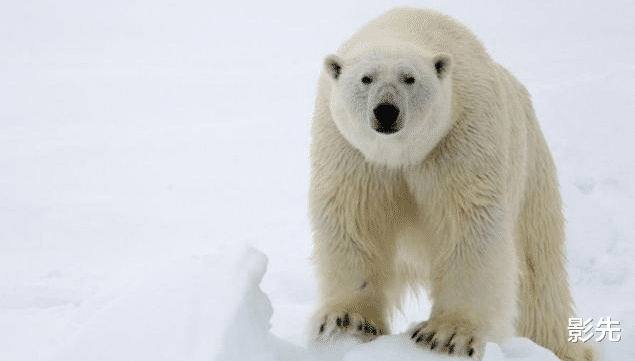 鳄鱼|哪些动物会把人类当作猎物?这类动物每年捕杀300多人