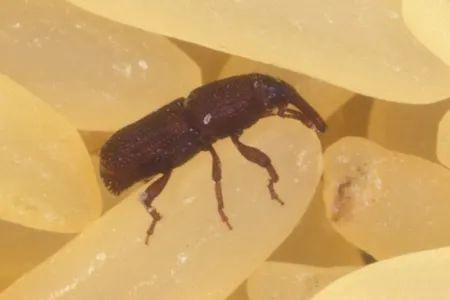 大米|米袋里凭空出现的甲虫，你吃的每碗饭都可能含有它们的虫卵