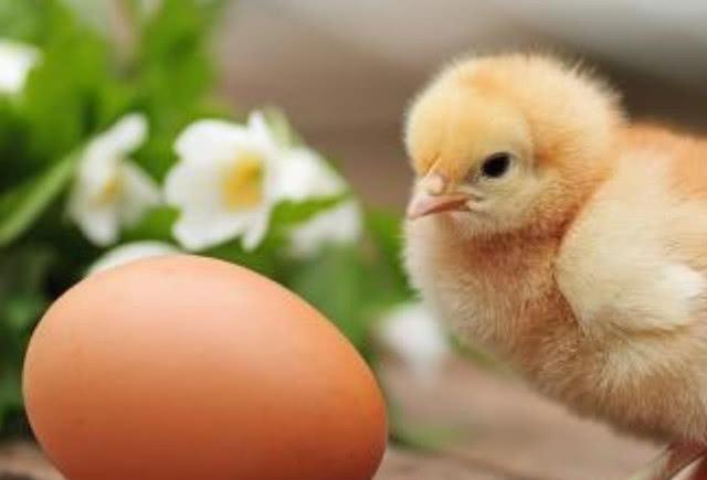 【水果】每天清早空腹吃个鸡蛋，坚持半个月，3个喜事会“找上你”！