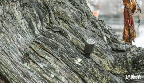 ▲世界上最厉害的树，已经活了1500年了，现在靠钢铁和营养液续命，依旧很顽强