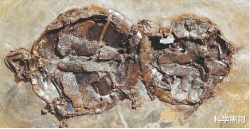 毒蛇▲最尴尬的事莫过于，交配时失去意识变化石，4700万年后还要被围观