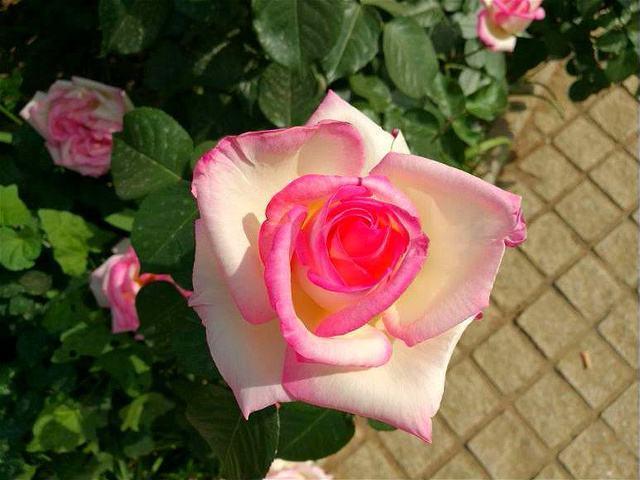 『双子座』遇上这几个星座,越虐他们,他们爱你更深