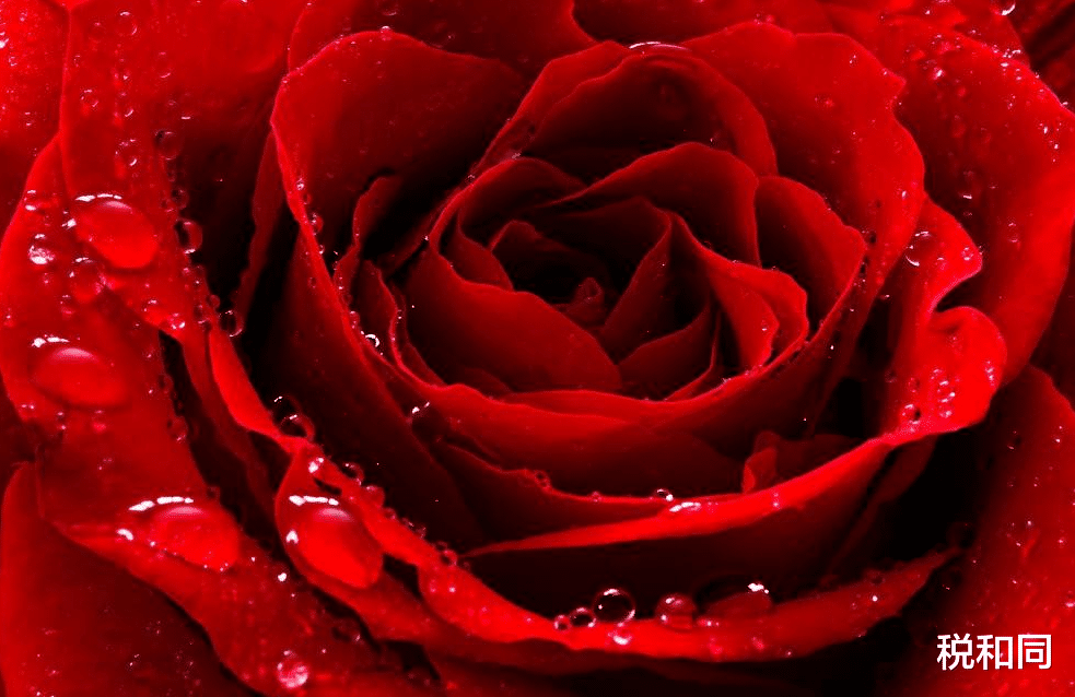 生肖|十二生肖中，3生肖，接下来一周家有喜事到，横财躲不开，暴富不是梦