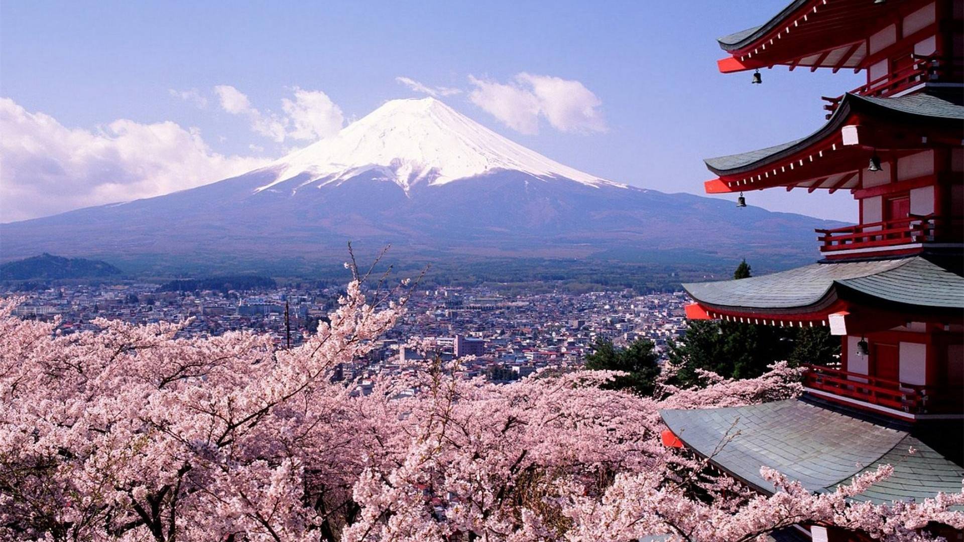 生肖|11月初，桃花蔓延，旧情复燃，情深缘重，恩爱如初，白头偕老