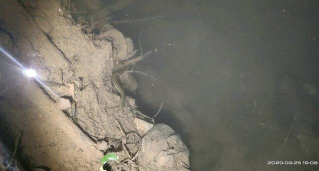 |最近钓鱼就是与蛇同行？多人钓鱼差点被咬，频繁遇蛇怎么办？