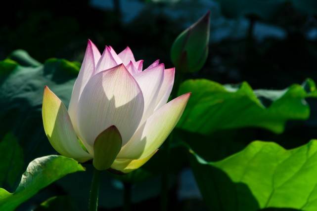 运势:7月开始横财运大旺,事业节节高升,操心日子已过去的四大属相