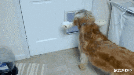 金毛叼着玩具想出门，却怎么也出不去，它郁闷了：到底怎么回事？