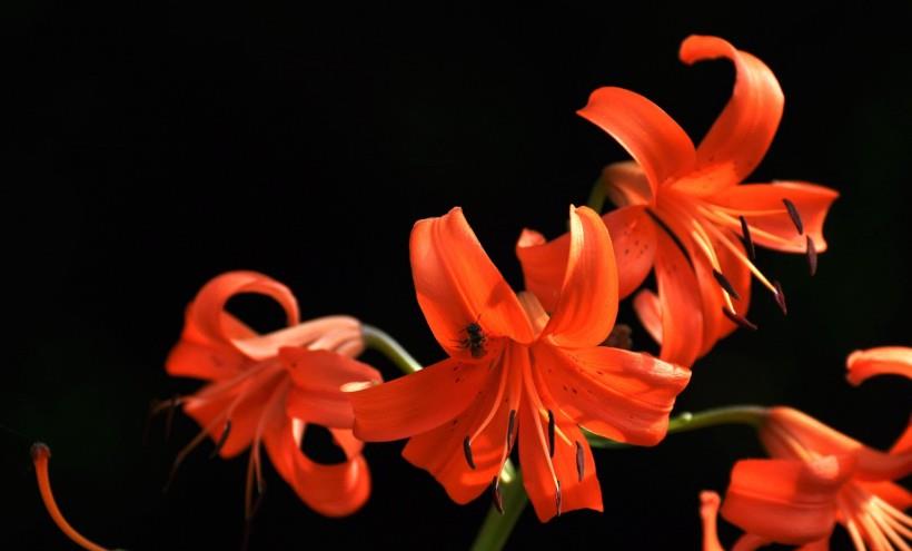 运势|10月底，幸福马上降临，爱情现身，有人告白，如获至宝的四大星座