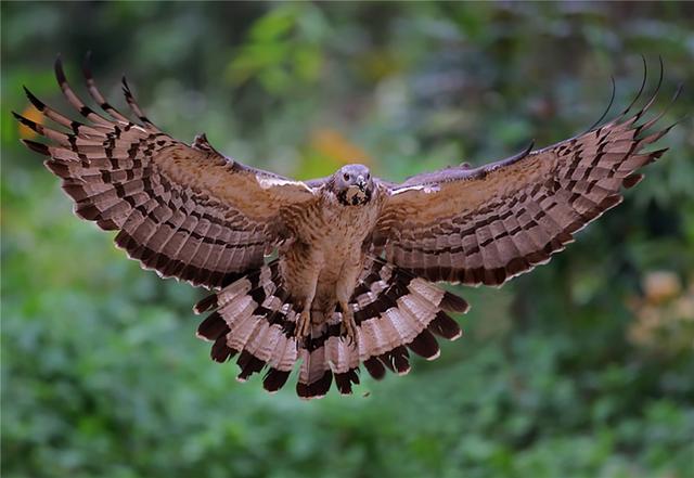 蜜獾|泰山出现一头顶凤冠的猛禽，吃野蜂堪比平头哥，除了蜂蛹还吃蜂巢