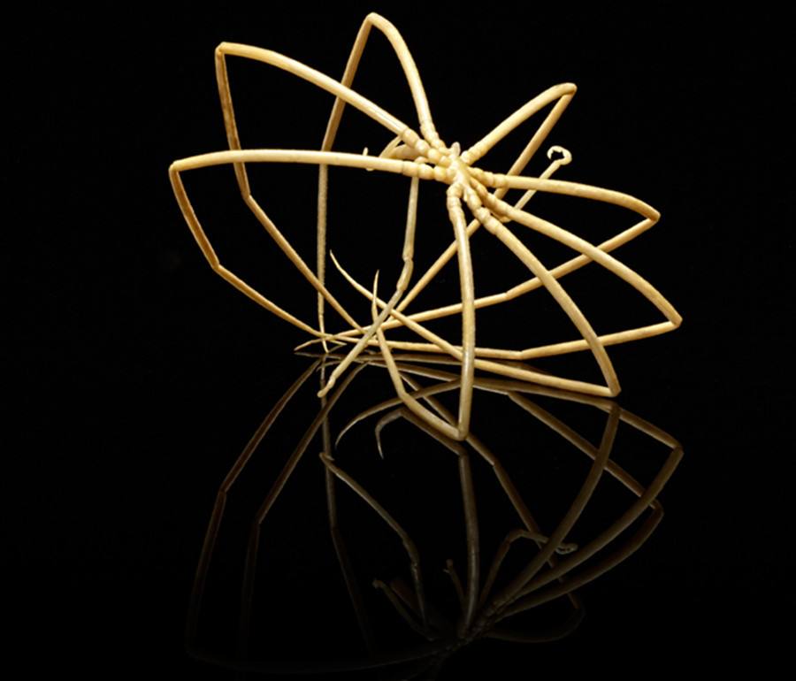 蜘蛛▲它用4.5亿年来证明：只要成为一个废物，就没人能利用自己