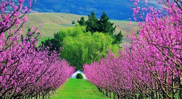 生肖|11月中旬，芳心暗许，旧爱回头，情难自控，倾心相许